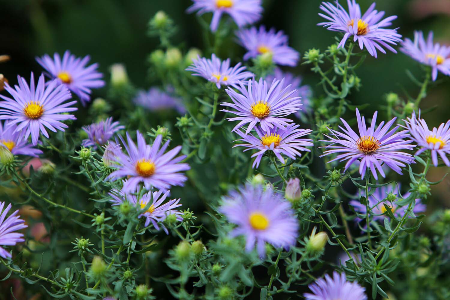 Aster laevis - Smooth Aster Long Island Native Plantings Suffolk Hydroseeding.com 